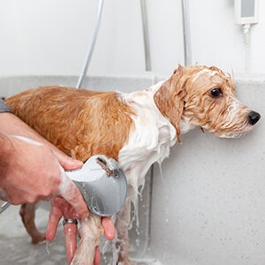 high pressure shower head for bathing dogs
