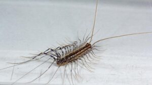 Centipede in bathroom