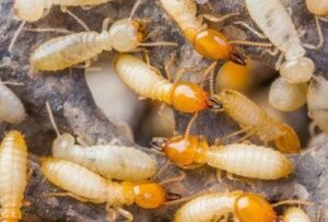 Termites in bathroom